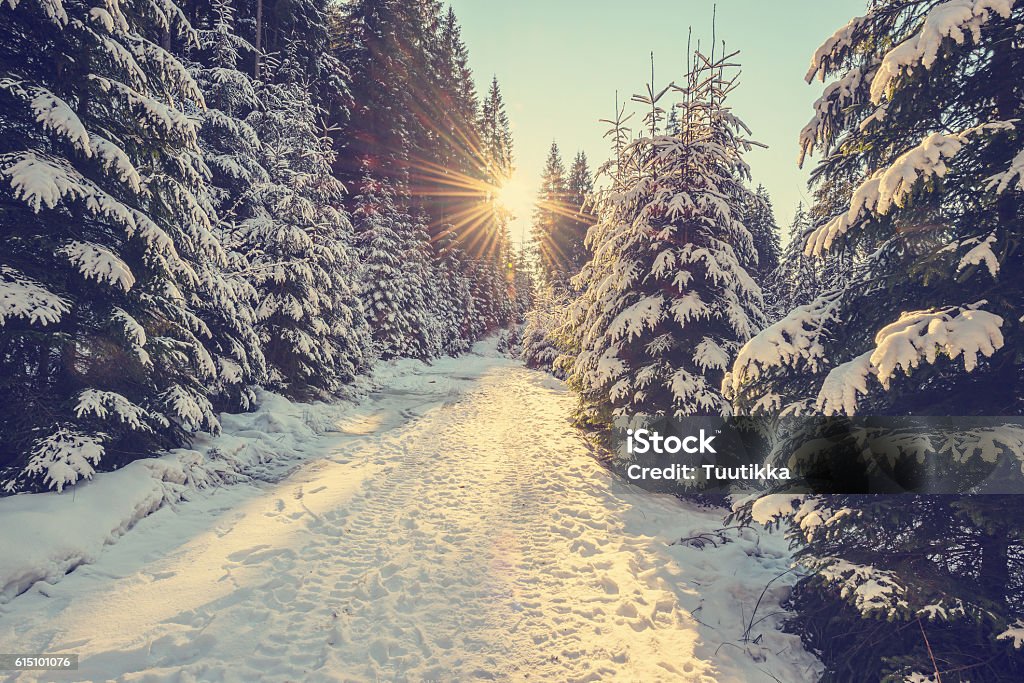 Snow covered pine trees on sunset Snow covered pine trees in the rays of the setting sun. Backlight. Toned image. Winter Stock Photo