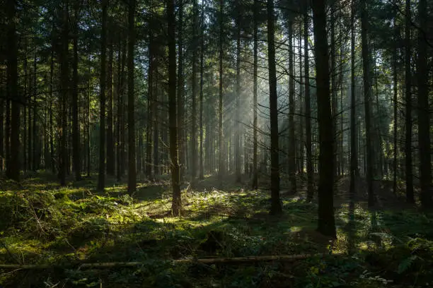 Sunbeams in dark and foggy autumn forest. Coniferous trees. Long shadows. Taken in Dammer Schweiz, Damme, Lower Saxony, Germany, Europe.