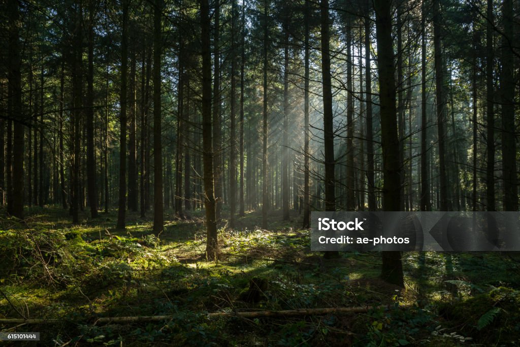 Sunbeams in dark and foggy autumn forest Sunbeams in dark and foggy autumn forest. Coniferous trees. Long shadows. Taken in Dammer Schweiz, Damme, Lower Saxony, Germany, Europe. Forest Stock Photo