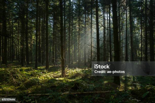 Sunbeams In Dark And Foggy Autumn Forest Stock Photo - Download Image Now - Forest, Dark, Woodland