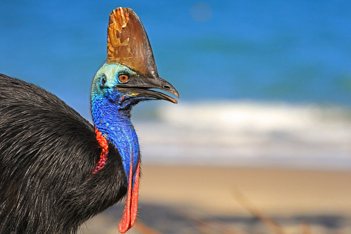 Southern Cassowary, Innisfail, NORTH QUEENSLAND