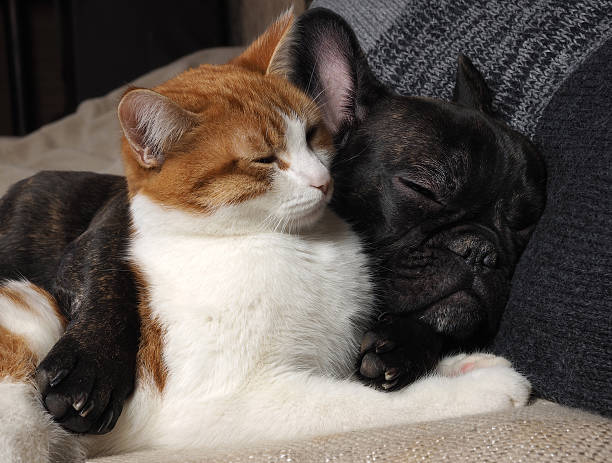 istock Cute cat and dog sleeping together 615101786