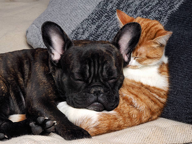 istock Cute cat and dog sleeping together 615101874