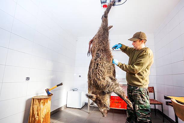 caçador açougueiro esfolado javali selvagem - wild boar - fotografias e filmes do acervo