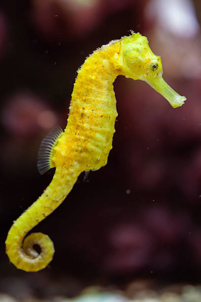 Slender seahorse (Hippocampus reidi). Slender seahorse (Hippocampus reidi), also known as the longsnout seahorse. Wildlife animal. longsnout seahorse hippocampus reidi stock pictures, royalty-free photos & images
