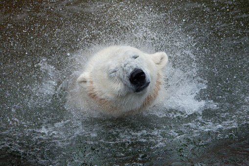 Polar bear (Ursus maritimus) shaking water off. Wildlife animal.