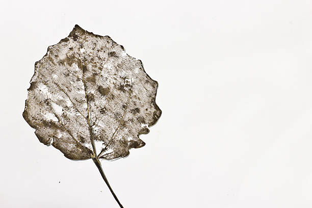 istock Veins birch leaves on a white background 615102768