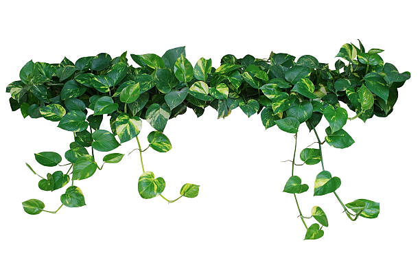istock Heart shaped leaves vine, devil's ivy, golden pothos, isolated o 615103818
