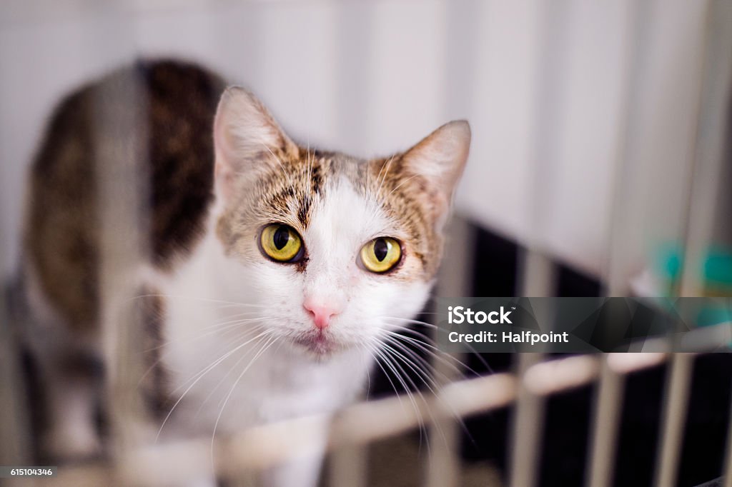 Gros plan d’un petit chat en cage - Photo de Chat domestique libre de droits
