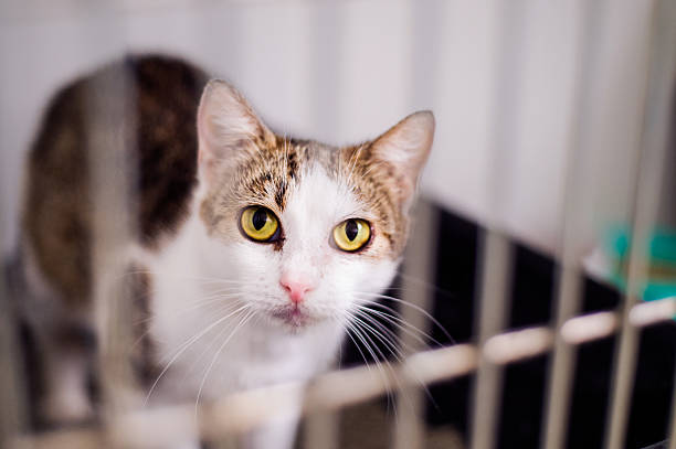 A picture of a sad cat in a cage at the pound. Shot in black and white.