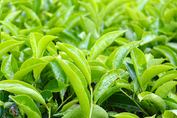istock tea plantations in cameron highland, malaysia 615104572