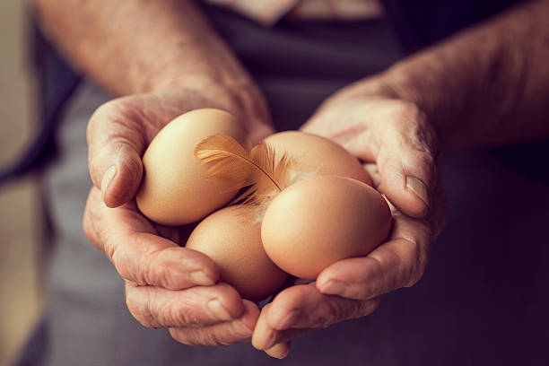 uova biologiche  - animal egg eggs food giving foto e immagini stock