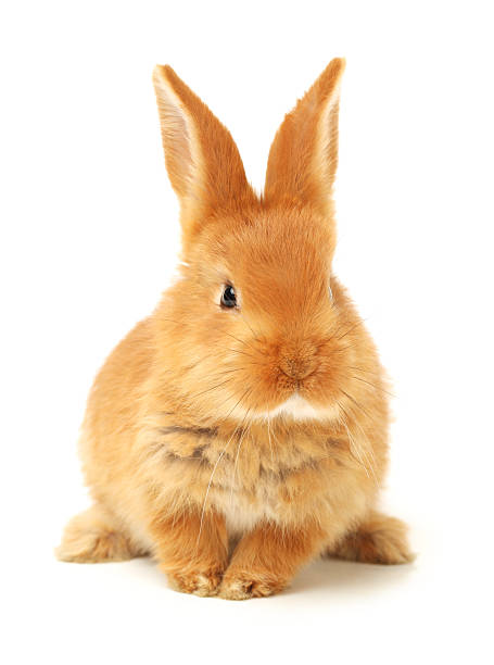 istock Baby of orange rabbit 615105962