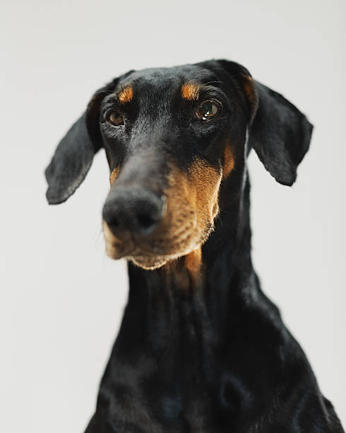 istock Portrait of a doberman dog 615107150