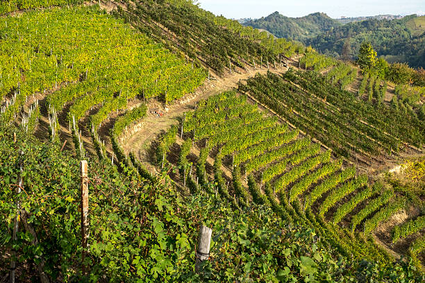 istock Vineyard in Langhe Italy 615107166