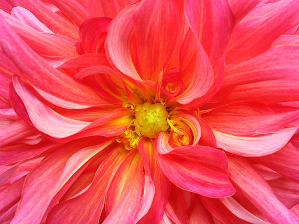 istock Red yellow  chrysanthemum flower.  Closeup.Macro. 615107224