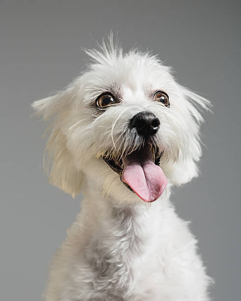 portrait de chien bichon maltais - animal small pets cute photos et images de collection