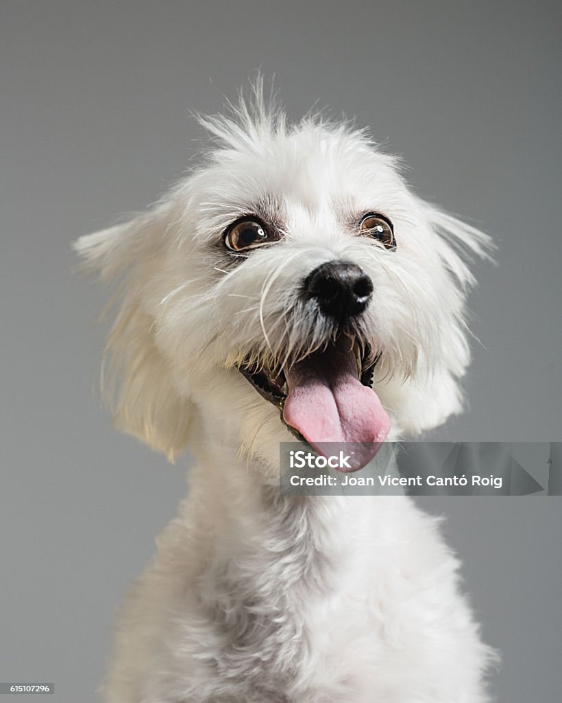 Maltese bichon dog portrait Studio portrait of a beautiful female maltese bichon dog posing in front of the camera. Vertical color image from a DSLR. Sharp focus on eyes. Dog Stock Photo