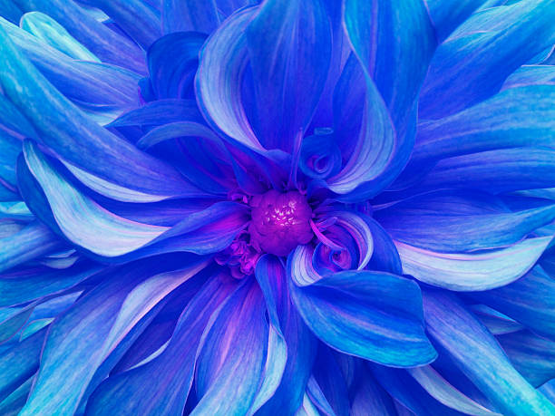 istock blue excellent chrysanthemum flower. Closeup.Macro. 615108080