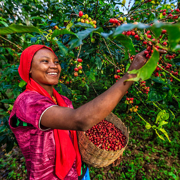 young african woman collecting coffee cherries, east africa - women red fruit picking imagens e fotografias de stock