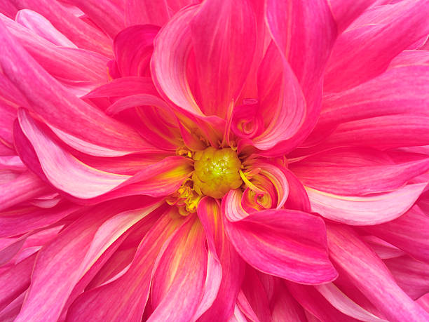 istock pink yellow chrysanthemum flower.  Closeup.Macro. 615108786