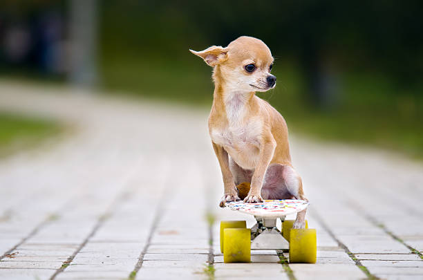 The chihuahua dog sitting on a white skateboard with white wheels. The little red-haired chihuahua dog sitting on a white skateboard with white wheels. A dog on a skateboard on the sidewalk tile is in the park. chihuahua dog stock pictures, royalty-free photos & images