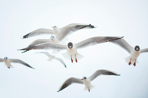 Black-headed gulls (Chroicocephalus ridibundus ) at the Baltic Sea on snowy day in winter.