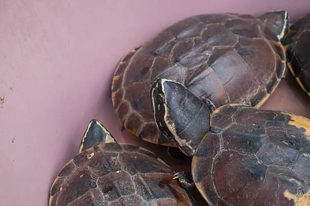 Photo of turtles on sale - Thailand Market. (Selective focus)