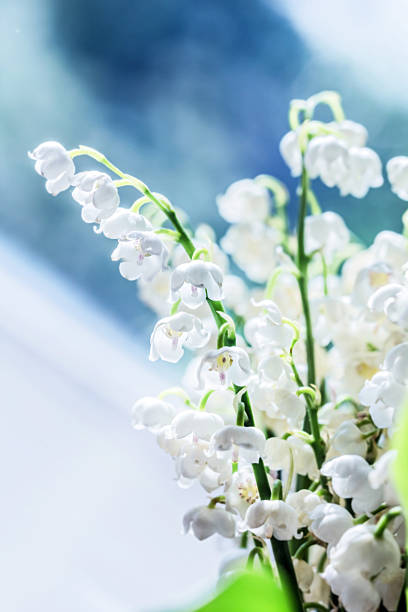 istock Lilies of the valley 615110916