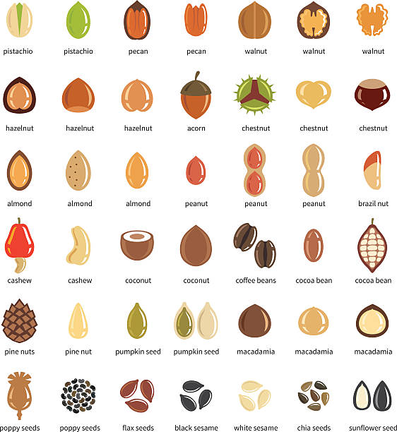 ilustraciones, imágenes clip art, dibujos animados e iconos de stock de tuercas y semillas grupo de iconos - pine nut illustrations