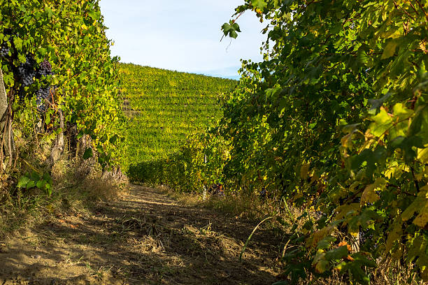 istock Vineyard in Langhe Italy 615112134