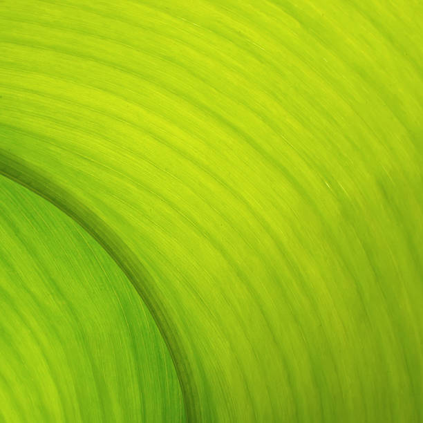 istock Texture of a green leaf as background 615112358