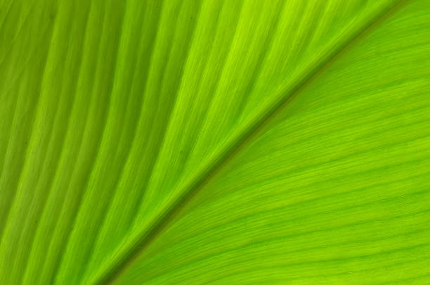 istock Texture of a green leaf as background 615112414