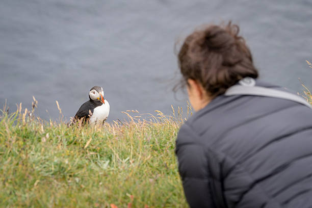 Bird watching in Iceland. stock photo