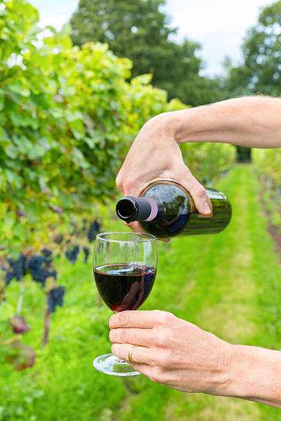 istock Two female arms pouring wine in fall vineyard 615112904