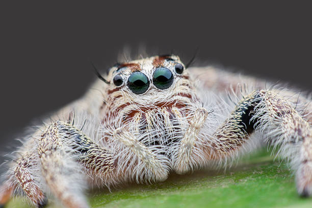 istock Female Hyllus diardi or Jumping spider 615113194