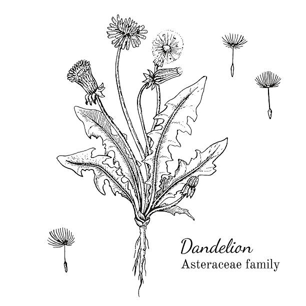 чернила одуванчика ручной нарисованный эскиз - tea organic single flower flower stock illustrations