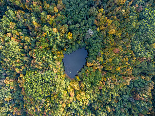istock Aerial view. Forest lake in Russia. 615113616