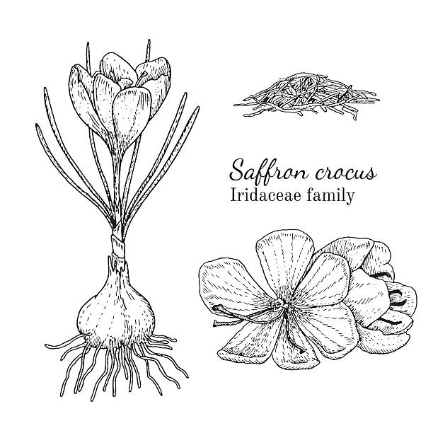 szkic ręcznie rysowany szafran z tuszem - crocus stock illustrations