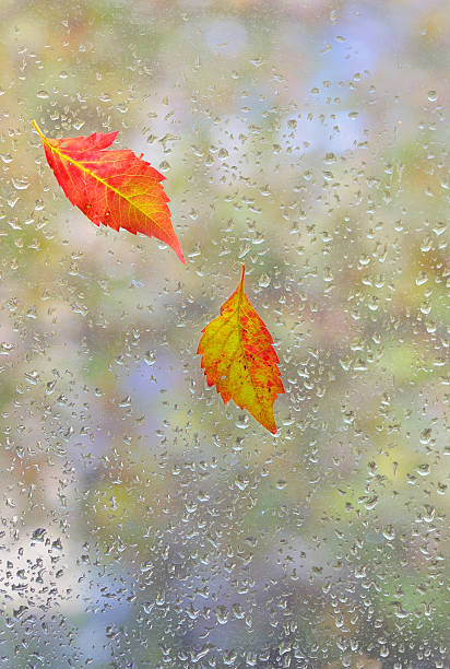 istock autumn  leaves on glass 615114054