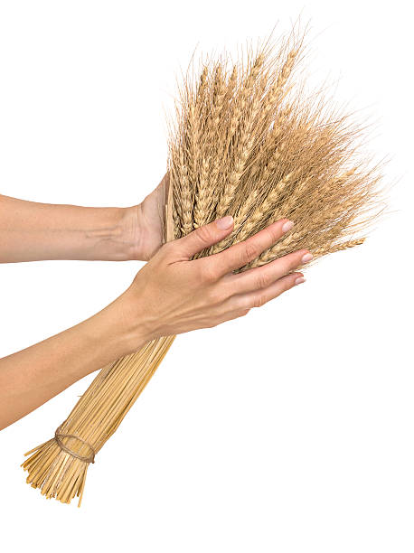 bouquet di spighe di grano nelle mani delle donne. - wheat bundle bouquet food foto e immagini stock