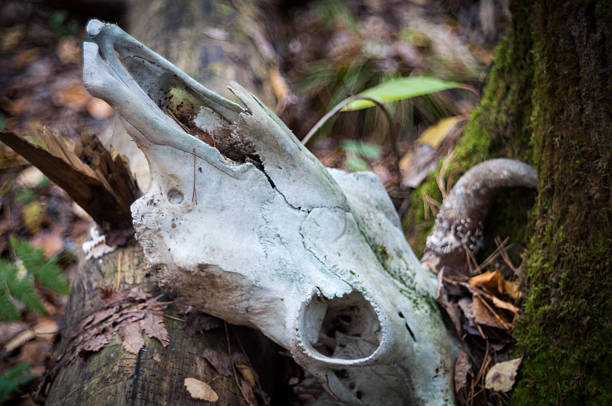 istock Old bull skull in forest 615116978