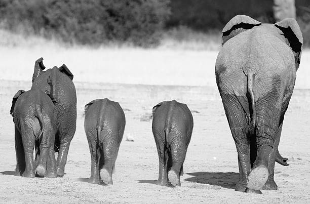 istock black & white elephants walking with rear ends 615117390
