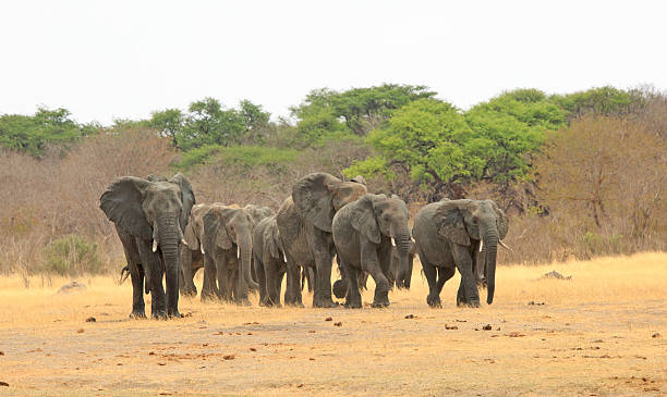istock Parade of elephants walking towards camera 615117900