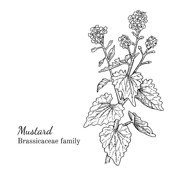 ilustraciones, imágenes clip art, dibujos animados e iconos de stock de tinta mostaza dibujado a mano boceto - mustard plant