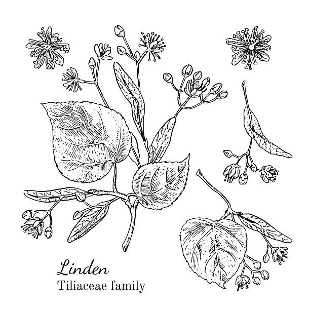 Ink linden hand drawn sketch Ink linden herbal illustration. Hand drawn botanical sketch style. Absolutely vector. Good for using in packaging - tea, condinent, oil etc - and other applications tilia stock illustrations