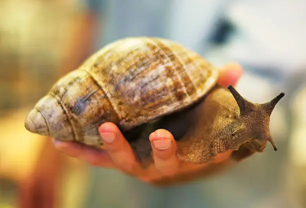 Giant African snail in male hands. Achatina fulica.