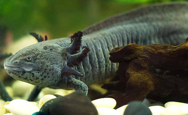 istock Mexican walking fish in water tank. Axolotl. 615119068