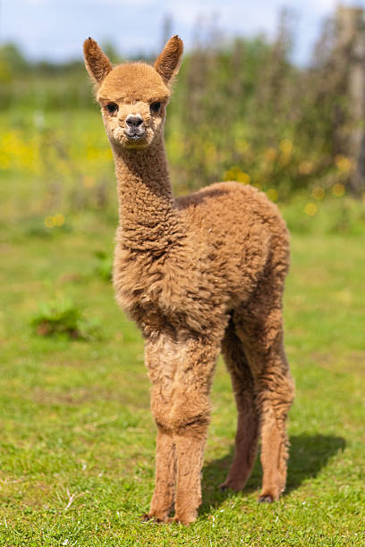 Baby Alpaca Brown