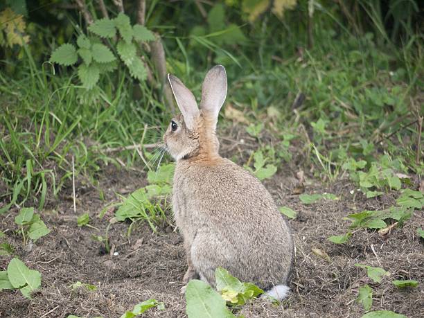 istock Wild rabbit in vegetable garden 615235010